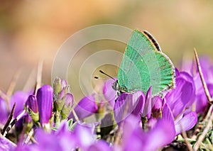 Callophrys paulae butterfly on pink flower