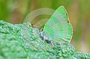 Callophrys paulae butterfly on rhubarb leaf