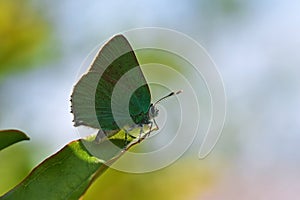 Callophrys paulae, the Pfeiffer`s green hairstreak butterfly