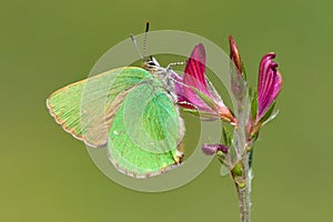 Callophrys rubi 696