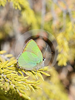 Callophrys rubi small green butterfly
