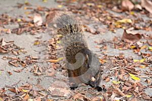 Callosciurus erythraeus eating flower buds