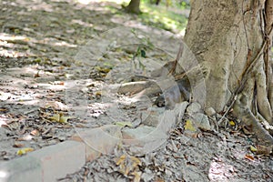 A Callosciurus erythraeus lying on a stone brick disguised as a banyan tree root