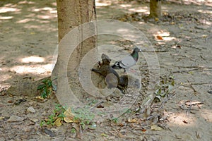 Callosciurus erythraeus running around in trees and on the ground, playing and playing everywhere