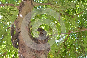 Callosciurus erythraeus running around in trees and on the ground, playing and playing everywhere