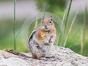 Callospermophilus Lateralis - Golden Mantlec Ground Squirrel