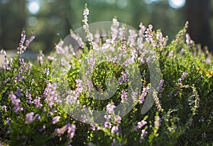Calluna blosoom