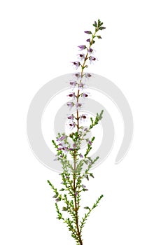 Calluna branch with very small flowers of light lilac color isolated on white background.  Close-up. Selective focus