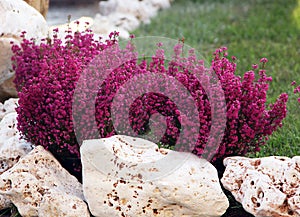 Calluna, common heather