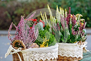 Calluna, hebe and kalanchoe