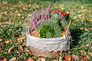 Calluna, hebe and kalanchoe