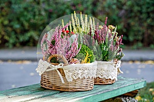 Calluna, hebe and kalanchoe photo