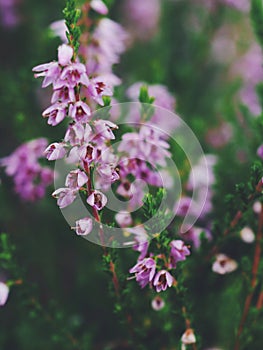 Calluna vulgaris