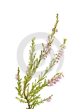 Calluna vulgaris , common heather
