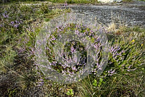 Calluna vulgaris, common heather flowers, Finland