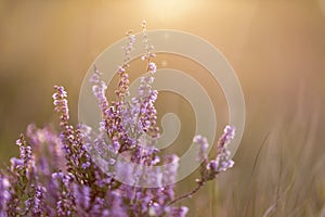 Calluna vulgaris common heather, ling, heather is a flowering plant family Ericaceae. Blooming wild Calluna vulgaris common hea