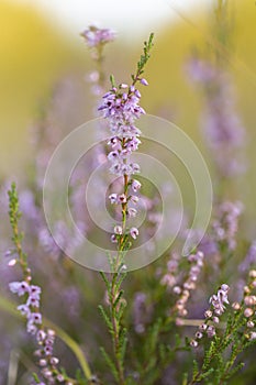 Calluna vulgaris common heather, ling, heather is a flowering plant family Ericaceae. Blooming wild Calluna vulgaris common hea