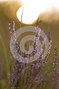 Calluna vulgaris common heather, ling, heather is a flowering plant family Ericaceae. Blooming wild Calluna vulgaris common hea