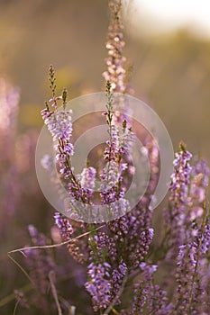 Calluna vulgaris common heather, ling, heather is a flowering plant family Ericaceae. Blooming wild Calluna vulgaris common hea