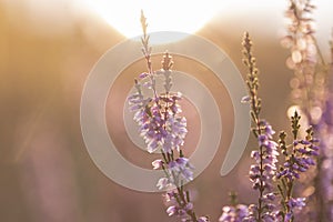 Calluna vulgaris common heather, ling, heather is a flowering plant family Ericaceae. Blooming wild Calluna vulgaris common hea