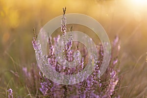 Calluna vulgaris common heather, ling, heather is a flowering plant family Ericaceae. Blooming wild Calluna vulgaris common hea