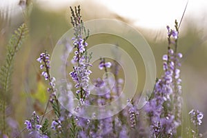 Calluna vulgaris common heather, ling, heather is a flowering plant family Ericaceae. Blooming wild Calluna vulgaris common hea