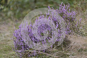 Calluna vulgaris common heather, ling, heather is a flowering plant family Ericaceae. Blooming wild Calluna vulgaris common hea