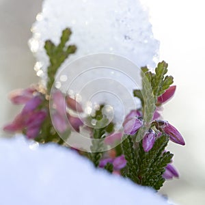 Calluna vulgaris Erica carnea winter heath in the snow