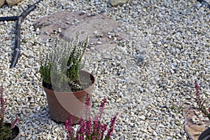 Calluna vulgaris Erica carnea winter heath in the snow