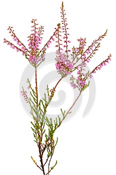 Calluna vulgaris flower