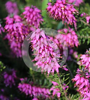Calluna vulgaris in a garden photo