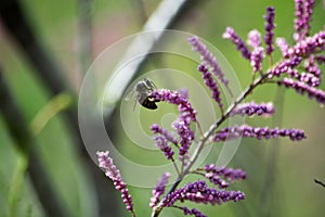 Calluna vulgaris is the sole species in the genus Calluna in the flowering plant family Ericaceae. Plant with a bee