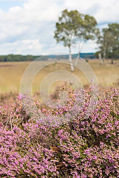 Calluna vulgaris, a typical heather flower blooming in pink.