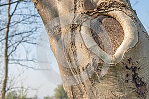Callus tissue  around a tree wound after pruning photo