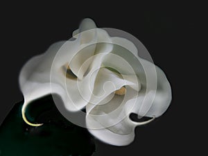 Cally photo