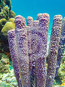 Callyspongia aculeata, commonly known as the branching vase sponge