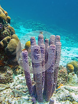Callyspongia aculeata, commonly known as the branching vase sponge