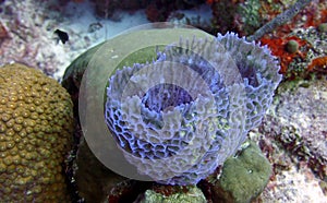 Callyspongia plicifera closeup in the reef