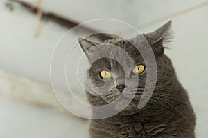 Calm adult British cat portrait domestic pet animal photography with yellow eyes looking side ways on white dirty abstract wall