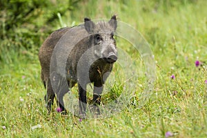 Calm adult wild boar looking on green grass in summer time.