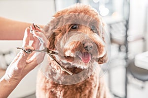 Calm apricot labradoodle at grooming procedure