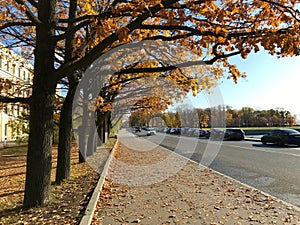 Calm autumn cityscape on sunny day. Alley of trees, sidewalk strewn with golden leaves and embankment with row of cars
