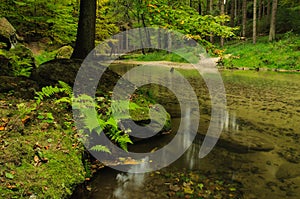 Calm autumn forest river