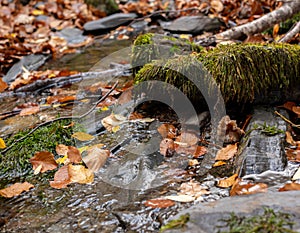 Calm autumn river waterfall with gold leaves