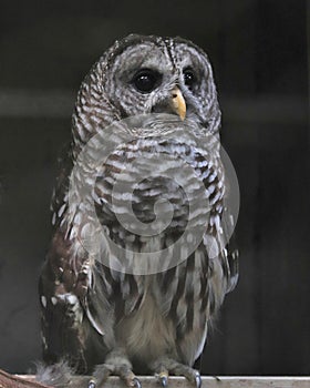 Calm Barred Owl eyes wide open