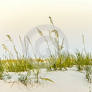 Calm beach with dunes and green grass