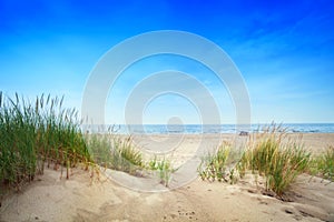 Calm beach with dunes and green grass. Tranquil ocean