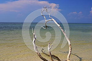 Calm beach with tree