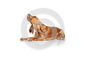 Calm, beautiful, purebred dog, English cocker spaniel lying on floor and licking isolated on white background