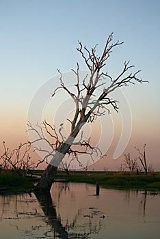 Calm Billabong of Kakadu